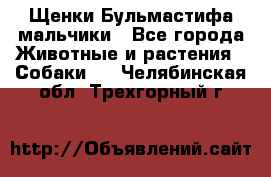 Щенки Бульмастифа мальчики - Все города Животные и растения » Собаки   . Челябинская обл.,Трехгорный г.